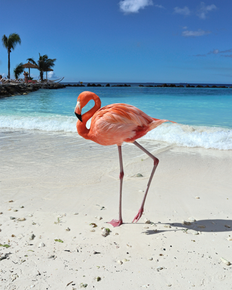 C 1744955762 flamingo
