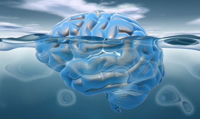 Sh hersens CREDITS Shutterstock