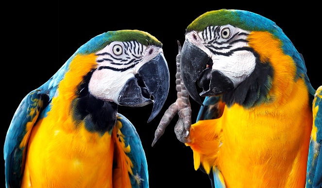 Sh twee papegaaien CREDITS Shutterstock