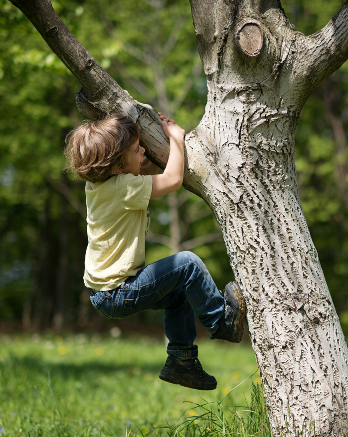 C shutterstock 749637952 jongen klimt boom hoog lat